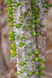 Leaves and Spines of Madagascar Ocotillo, Berenty Spiny Forest, Madagascar