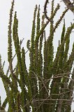 Madagascar Ocotillo, Berenty Spiny Forest, Madagascar