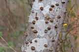 Madagascar Ocotillo (Alluaudia procera), Berenty Spiny Forest, Madagascar