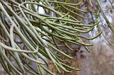 Euphorbia Cedrorum, Berenty Spiny Forest, Madagascar