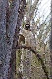 Verreaux's Sifaka, Berenty Spiny Forest, Madagascar
