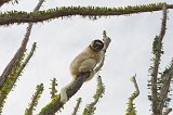 Verreaux's Sifaka Climbing Madagascar Ocotillo, Berenty Spiny Forest, Madagascar