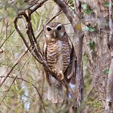 White-Browed Owl, Berenty Spiny Forest, Madagascar
