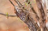 Warty Chameleon (Furcifer Verrucosus), Berenty Spiny Forest, Madagascar