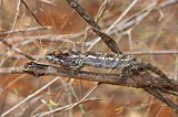 Warty Chameleon, Berenty Spiny Forest, Madagascar
