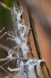 Nymphs of Flower-Spike Bug, Berenty Spiny Forest, Madagascar