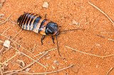 Madagascar Hissing Cockroach, Berenty Spiny Forest, Madagascar