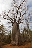 Za Baobab, Berenty Spiny Forest, Madagascar