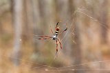 Red-Legged Golden Orb-Weaver Spider, Berenty Spiny Forest, Madagascar