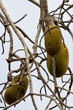 Fruits of a Baobab Tree, Berenty Spiny Forest, Madagascar