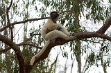 Verreaux's Sifaka (Propithecus Verreauxi), Berenty Spiny Forest, Madagascar