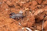 Malagasy Black Scorpion, Berenty Spiny Forest, Madagascar