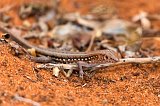 Madagascar Keeled Cordylid, Berenty Spiny Forest, Madagascar