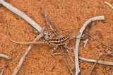 Three-Eyed Lizard, Berenty Spiny Forest, Madagascar