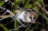 Gray-Brown Mouse Lemur, Berenty Spiny Forest, Madagascar