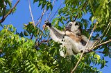 Verreaux's Sifaka, Berenty Reserve, Madagascar