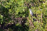 Crested Coua, Berenty Reserve, Madagascar
