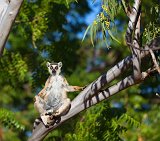 Ring-Tailed Lemur Warms on a Eucalyptus Tree, Berenty Reserve, Madagascar