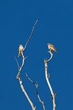 Pair of Malagasy Kestrel Birds, Berenty Reserve, Madagascar