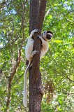 Verreaux's Sifaka on a Tree, Berenty Reserve, Madagascar