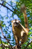 Brown Lemur, Berenty Reserve, Anosy, Madagascar