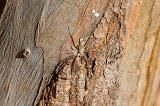 Tree Trunk Spider (Hersilia), Berenty Reserve, Madagascar