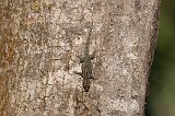 Gecko, Berenty Reserve, Madagascar