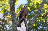 Yellow-Billed Kite, Berenty Reserve, Madagascar