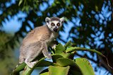 Ring-Tailed Lemur (Lemur Catta), Berenty Reserve, Madagascar