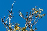 Gray-Headed Lovebird, Berenty Reserve, Madagascar