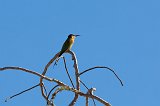 Olive Bee-Eater, Berenty Reserve, Madagascar