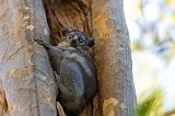 White-Footed Sportive Lemur, Berenty Reserve, Madagascar