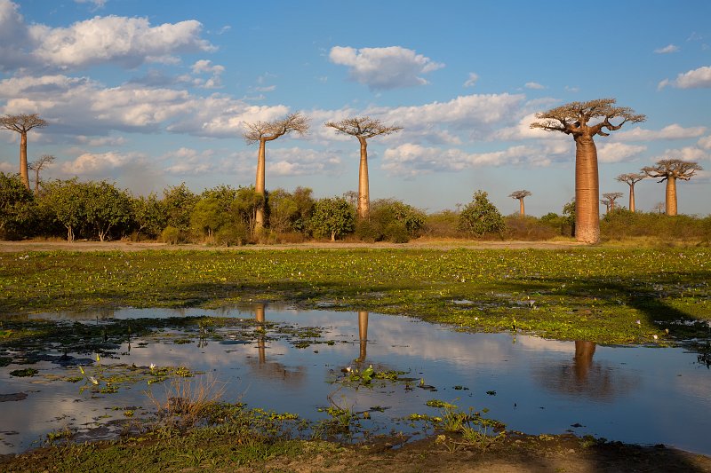 Water lilies in a Pond, Avenue of the Baobabs, Menabe, Madagascar | Madagascar - West (IMG_6751.jpg)