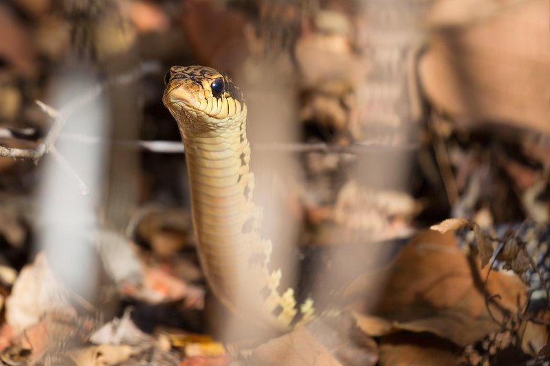 Malagasy Giant Hognose Snake, Kirindy Forest Reserve, Madagascar | Madagascar - West (IMG_6790.jpg)