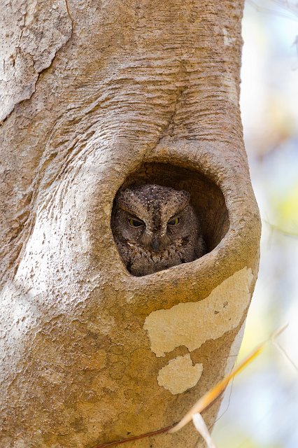 Madagascar Scops Owl in a Tree Hollow, Kirindy Forest Reserve, Madagascar | Madagascar - West (IMG_6832.jpg)
