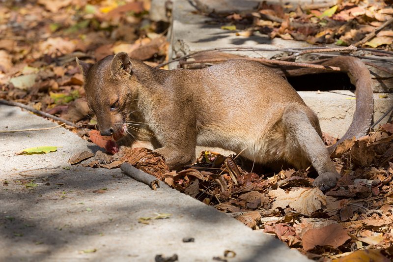 Fossa, Kirindy Forest Reserve, Madagascar | Madagascar - West (IMG_6900.jpg)