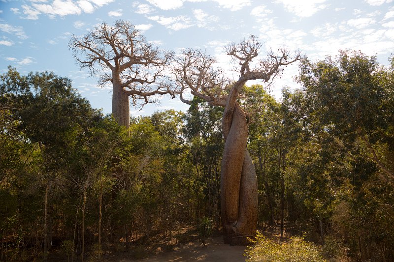 Baobab Amoureux (Baobabs In Love), Menabe, Madagascar | Madagascar - West (IMG_6974.jpg)