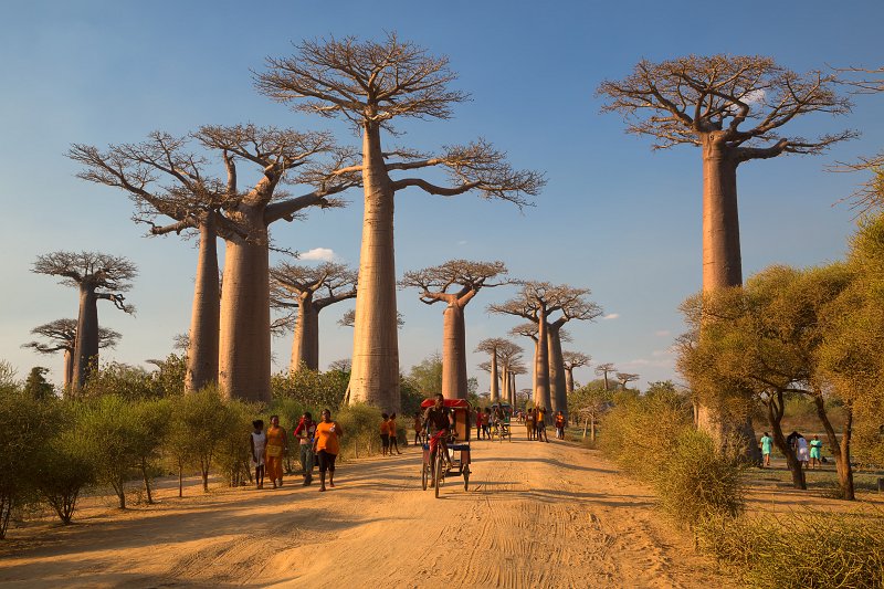 Locals on the Avenue of the Baobabs, Menabe, Madagascar | Madagascar - West (IMG_6981.jpg)