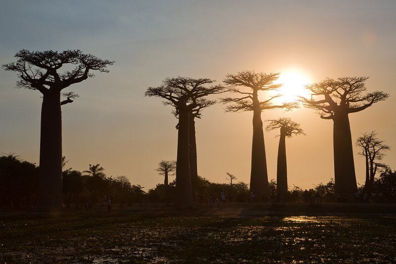 Silhouette of Baobab Trees, Avenue of the Baobabs, Menabe, Madagascar | Madagascar - West (IMG_7043.jpg)