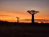 Baobab Trees against Red Sky, Menabe, Madagascar