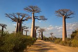 Avenue of the Baobabs, Menabe, Madagascar