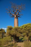 Grandidier's Baobab, Avenue of the Baobabs, Menabe, Madagascar