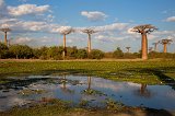 Water lilies in a Pond, Avenue of the Baobabs, Menabe, Madagascar