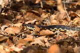 Malagasy Giant Hognose Snake, Kirindy Forest Reserve, Madagascar