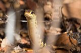 Malagasy Giant Hognose Snake, Kirindy Forest Reserve, Madagascar