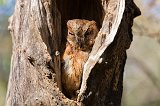 Madagascar Scops Owl, Kirindy Forest Reserve, Madagascar