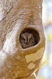 Madagascar Scops Owl in a Tree Hollow, Kirindy Forest Reserve, Madagascar
