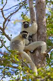 Family of Verreaux's Sifakas, Kirindy Forest Reserve, Madagascar