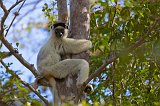 Verreaux's Sifaka (Propithecus Verreauxi), Kirindy Forest Reserve, Madagascar