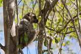 Red-Fronted Lemur, Kirindy Forest Reserve, Madagascar